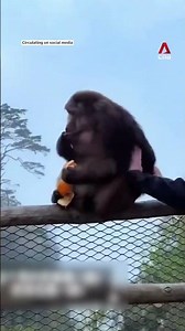 Man banned 3 years for pushing endangered monkey off ledge at China UNESCO site