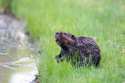 American Beaver Poop (Vanilla-Smelling Wood-Pellets?)