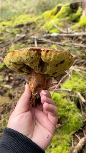 Mushroom Hunting in Autumn 🍂🍄‍🟫 #mushroom #mushroomhunting #mushroomforaging #forest #forestwalk