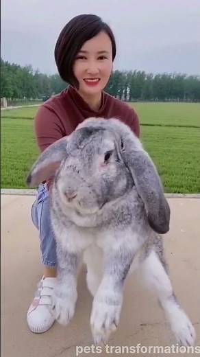 Most Satisfying Pet Transformations Ever!