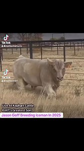 Goff Genetics Breeding Iceman & Feeding Showtime Premium Feeds In 2025 #MLCFarmVisits #Ohio | Matt Lautner