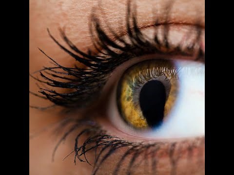 Zebrafish model helps explain eye development and sheds light on coloboma