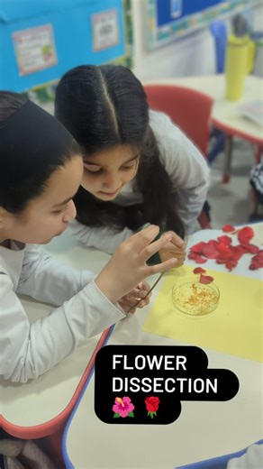 Year 5 is doing flower dissection to learn about the different parts of the flower 🌷 #flowerdissection #pyc #nislahore | Nordic International School Lahore