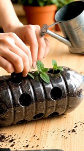 Une astuce simple avec des bouteilles en plastique permet de faire pousser de la menthe toute l’année. 💬👀 | Secrets de Jardinage et Bricolage