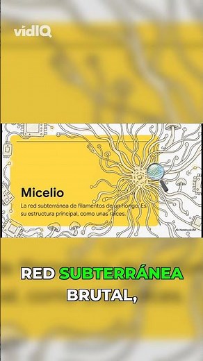 Micelio: la red subterránea que lo cambia todo