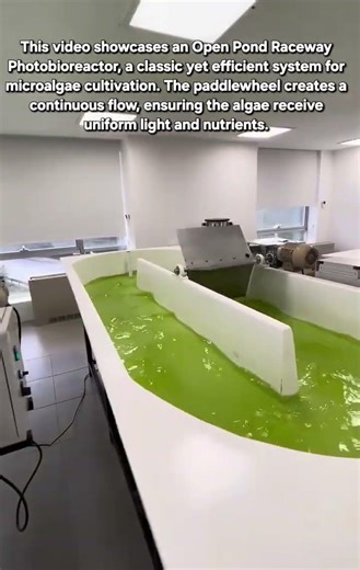 Inside the Lab: How Raceway Photobioreactors Cultivate Microalgae 🌿🔬