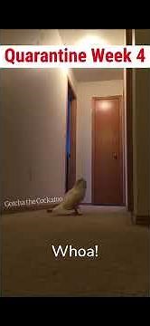 Quarantine Week 4 | Gotcha the Cockatoo
