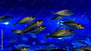 Colorful surgeonfish fishes of sea aquarium with coral reef. Foxface rabbitfish, Bluespine Unicornfish and Pyramid butterflyfish. Clownfish, Royal gramma, and Yellowfin Tang. Fishes of Red Sea. High q