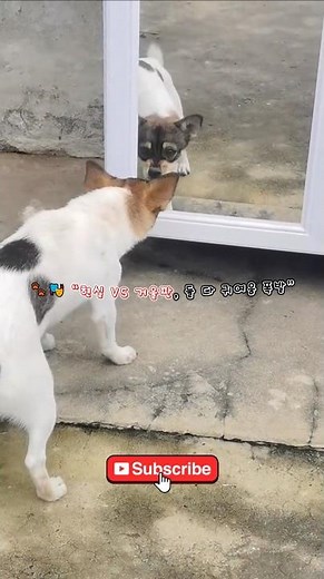Funny Dog Mirror Meme 😂 | Funny Dog Meme | Cute Puppy Reaction Shorts