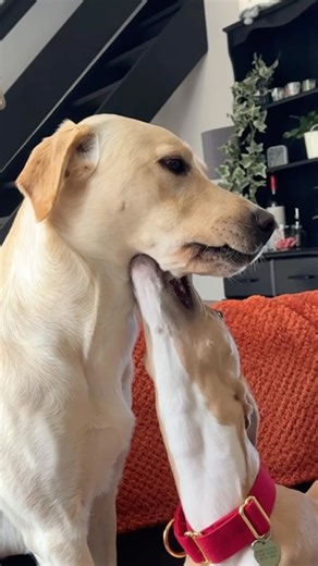 18M views · 994K reactions | Cousin Wally is here to teach the Baby Raptor a lesson  @wallys_house | Good Boy Ollie | Facebook