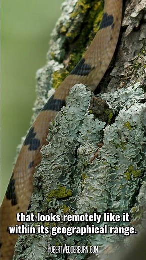 Eastern Tiger Snake (Telescopus semiannulatus) - One-Minute Wildlife with Robert Wedderburn