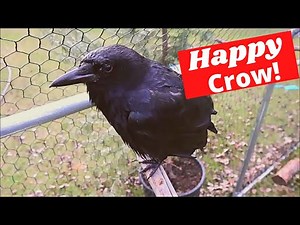 Crows are Happy Birds!