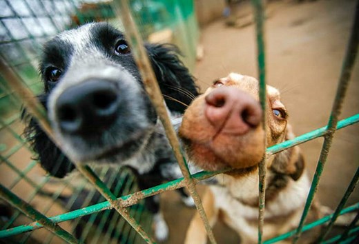 3 Fun and Easy Homemade Dog Toys for Shelters - with Video Demonstrations - PatchPuppy.com