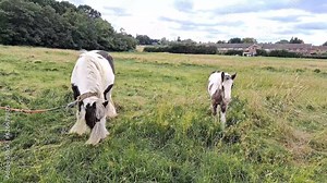 horses grazing in the field on the farm