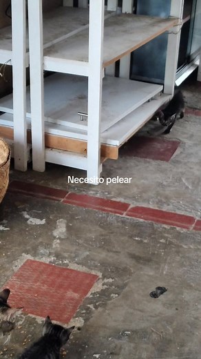 Necesito pelear: gato busca pelea — audio y memes del gatito