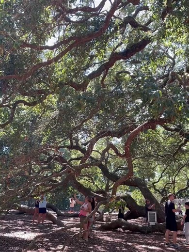 🌳✨ En Johns Island, cerca de Charleston, Carolina del Sur, se alza este majestuoso roble, The Angel Oak, uno de los árboles más antiguos y emblemáticos del sureste de Estados Unidos. Con una altura aproximada de 65 pies (20 metros), un dosel que se extiende más de 160 pies (49 metros) y ramas que cubren cerca de 17,000 pies² de sombra (más de 1,500 m²), el Angel Oak es un símbolo de resistencia, historia y belleza natural. Se estima que tiene entre 400 y 500 años… ¡un verdadero testigo del paso