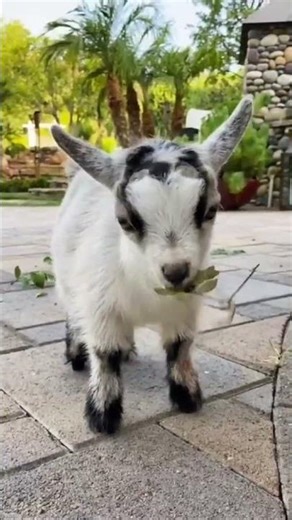 Cutest Baby Goats Playing! #babygoats #goats #animals