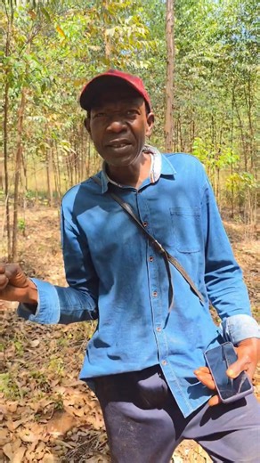 My dad 👨 explained why people in the Northwest Region still plant eucalyptus trees, knowing how devastating they are to the soil.😪😪 #Bamenda #environment #soilhealth #timber #eucalyptus Part 9 | Njieforti Princewill Gana