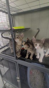 2.1K views · 130 reactions | Kittens!!!!! | Huron County Humane Society | Facebook