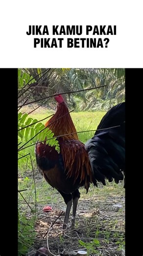 Exploring the Beauty of Wild Chickens