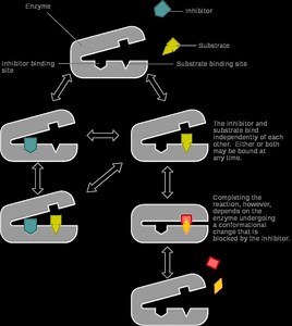 Non competitive inhibition - Alchetron, the free social encyclopedia