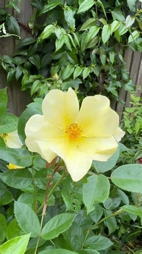 This is rose “Tottering by gently”-(Auscartoon) #TotteringByGently #EnglishRoses #RoseGrowing