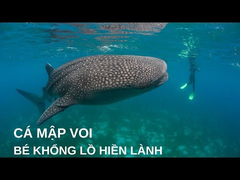 Cá Mập Voi - Bé Khổng Lồ Hiền Nhất Đại Dương | Whale Shark