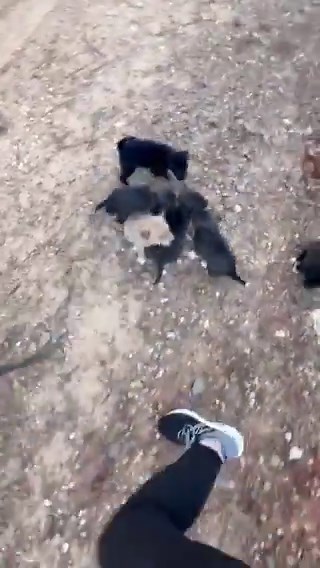 This woman was about to leave work when she got a call from someone saying they had spotted a momma dog and some puppies that were dumped on a dirt road. She jumped in her car and headed their way. This is what she found.It takes a sad human being to do this. People are awful.But, then someone wonderful like this woman comes along and saves them. That momma dog knew she was there to rescue them. ❤️💔