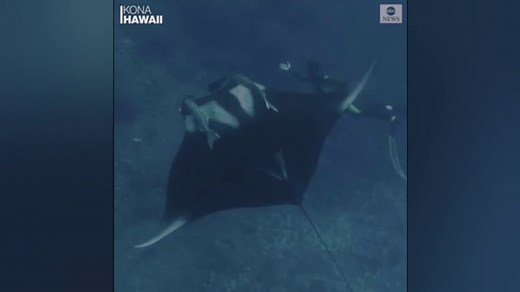 Underwater diver encounters giant manta ray