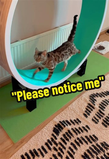 "Please stay" #suomitiktok #kissatiktok #kissa #kissat #catwheel
