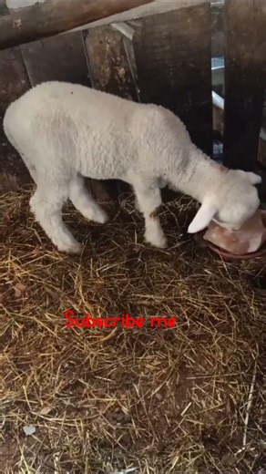 #ramadanmubarak day 02