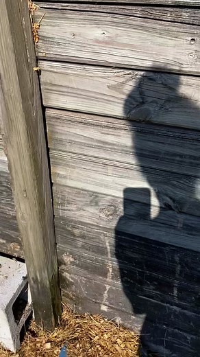 BREAKING MOOS!!! Humpty decided to FINALLY let you all hear his voice🥰 I was so shook I couldn’t even boop! #homerandhumpty #theboys #goodmorning #moo #cowsoftiktok #minimoo #besties #cowtok #fluffycow