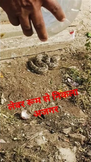 लेबर रूम से निकला अजगर मोटा #reels#shorts #shortvideo