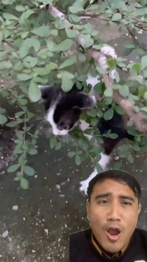 kitten hanging from a tree and finally falling #shorts #viral #cat
