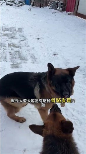 The dog s leg suddenly limped The skeletal development of large dogs especially sheepdogs