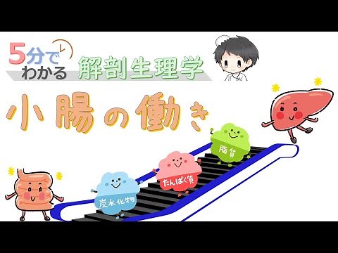 小腸の働き【5分でわかる解剖生理学】