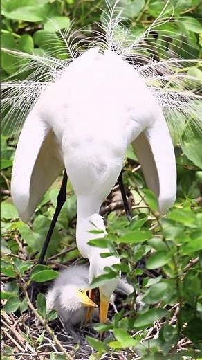I Filmed a Great Egret Feeding Her Nestlings (4K)