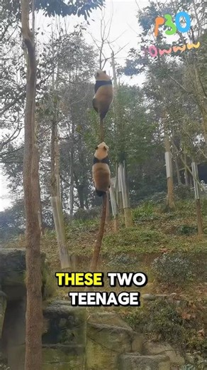 Two Pandas Climbing a Dry Tree #panda #cute #animals