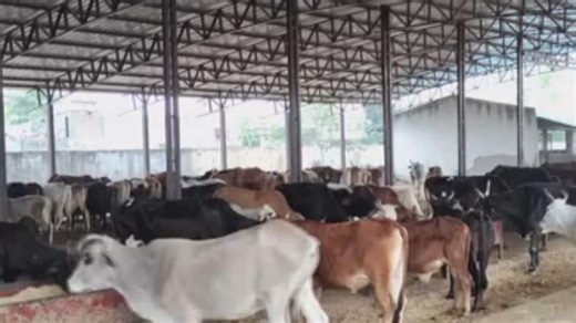 ‘Cow Respect Campaign’ to submit memorandums to PM, CMs