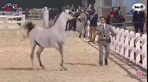 This halter class was obscene. I’m going to post other clips but this is one clip where a stallion attacks his handler in front of the judges. We are a small global community, The Arabian horse community. Each of us is responsible for how we got here and how we end this globally. Our horses deserve so much better than this. | The Arabian Coalition