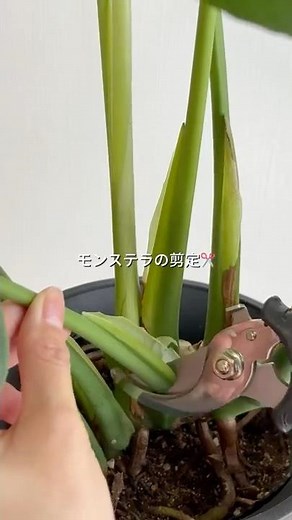 初心者さんでも簡単にできるモンステラの剪定方法！🫶🏻🍃#観葉植物 #観葉植物育て方 #観葉植物のある暮らし #観葉植物初心者 #モンステラ #剪定