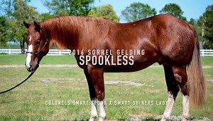 🌟FOR SALE🌟 Spookless 2016 Gelding By Colonels Smart Spook out of Smart Shiners Lady NRHA LTE $1400 Contact Brian for more info | Brian Bell Performance Horses