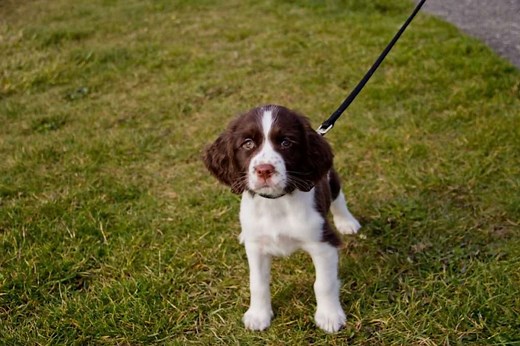 How To Lead Train a Springer Spaniel: The Complete Guide - Active Dog Breeds