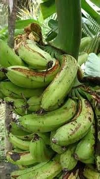It is better to cut the banana bunch earlier, otherwise...