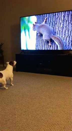 He Thinks It's Real! 📺🐕 Dog Tries to Catch Squirrel on TV!