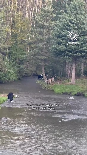 11K views · 256 reactions | These wolves are absolutely loving fishing time | Animal Stories | Facebook