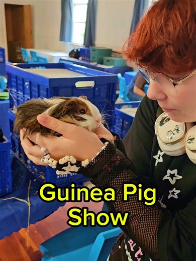 Cute Guinea Pig Show: A Fun Day Out