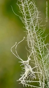 32K views · 1.3K reactions | Incredibile mimetismo della "cavalletta dei licheni" (Markia hystrix). È un grillo che vive in Colombia ed ha assunto le sembianze identiche al lichene su cui vive. Video di David Weiller | Massimiliano Fanni Canelles | Facebook