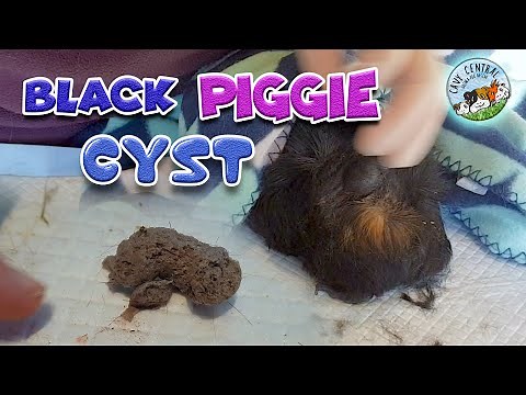 Black piggie the guinea pig came to us for help with a large sebaceous cyst
