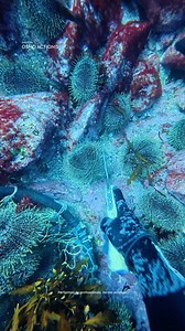 🎥 Underwater treasures and hungry fish! An unforgettable day of diving, harvesting sea urchins, and feeding fish – all captured in stunning detail with the Osmo Action 5 Pro. 🐟🌊 🎬:IG/corokinaboys #OsmoAction5Pro #ActionCamera #underwater #diving #FishParty | DJI